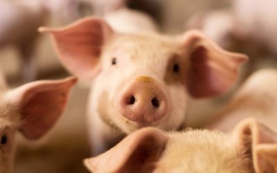 Pig Butchering: A Scam That Leaves No One Unscathed