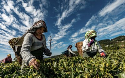 The Theological Nature of Work and Wealth as the Basis of Contributive Justice and the Moral Foundation for a New Social Contract